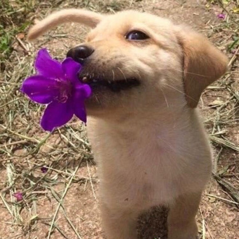 Meet your Posher, Caroline